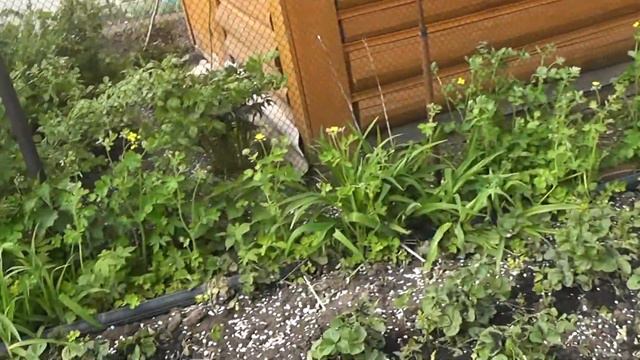 Подкормка биогумусом под корень смотреть онлайн