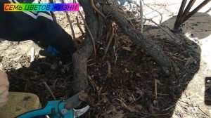 Весеннее формирование девичьего винограда  Формирование лианы у дома. Девичий виноград в сибири