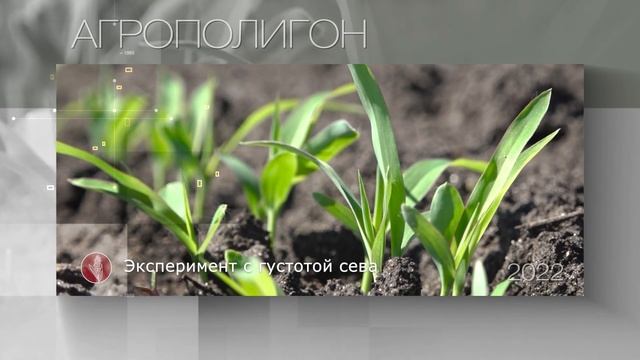 АГРОПОЛИГОН: СОРГО. РЕЗУЛЬТАТЫ УБОРКИ 2022 смотреть онлайн