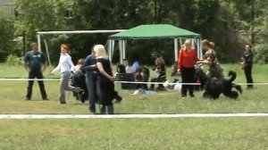 Русские чёрные терьеры в ринге.