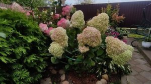 Гортензия метельчатая Меджикал Кендл (Hydrangea paniculata `Magical Candle`) зарумянилась ?