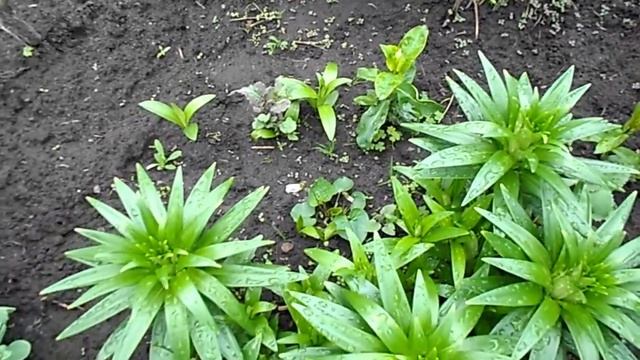 НА ДАЧЕ 29 АПРЕЛЯ) ЦВЕТЕТ МАГОНИЯ ) смотреть онлайн