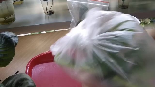 ФИАЛКИ./ Пересадки с неприятным сюрпризом. смотреть онлайн