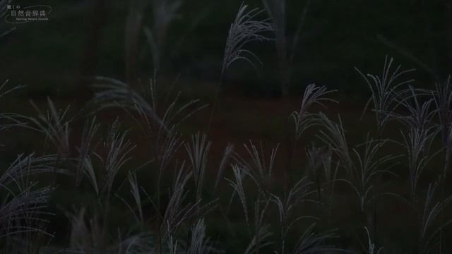 звук сверчков слушать звук онлайн бесплатно шум насекомых в лесу для сна. звуки природы релакс смотреть онлайн