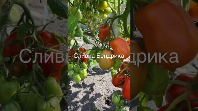 Сливка Бендрика . Суперурожайный томат смотреть онлайн