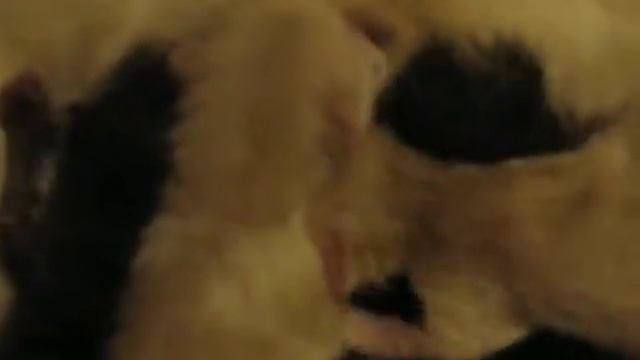 16 мая в питомнике родились котята, персы и экзоты! смотреть онлайн