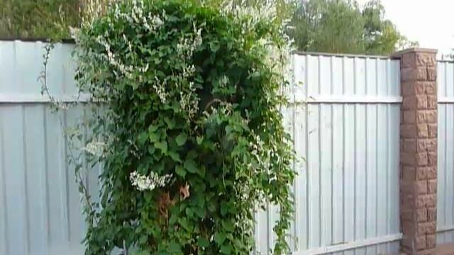 зацвел горец бальджуанский смотреть онлайн