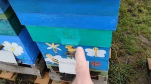 Теория формирования долгоживущей пчелы.  МИФ И ПРАКТИЧЕСКАЯ РЕАЛЬНОСТЬ!!!