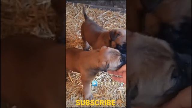 BEST💯🔝PUPPY | PRESA🐶CANARIO MIXT TOSA🐶INU | BIG DOGS🇷🇴ROMANIAN смотреть онлайн