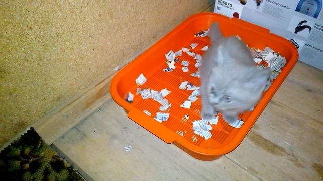 Как приучить котенка или кота к лотку VivaVideo! смотреть онлайн