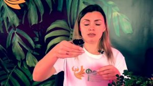 Мурайя метельчатая размножение