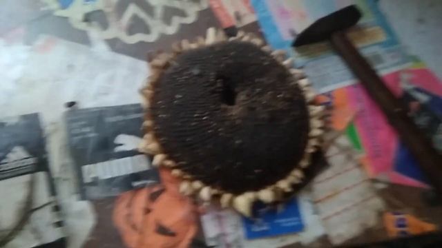 НА СКОЛЬКО ПРОЧНЫЙ ПОДСОЛНУХ // ПОДСОЛНУХ VS МОЛОТ смотреть онлайн