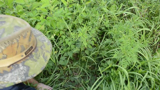 Finding Wild Edibles смотреть онлайн