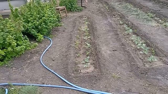 Купила муку, мясо //Домашняя работа , рыхлю, поливаю т. д. смотреть онлайн