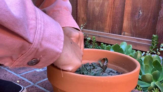 Unboxing And Planting Haworthia Truncata From The Plant Mail