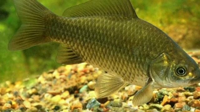 Где,когда и на что ловить карася?В какое время года? смотреть онлайн