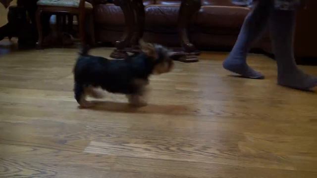 девочка-мини Фанфанна от Панды Шарм смотреть онлайн