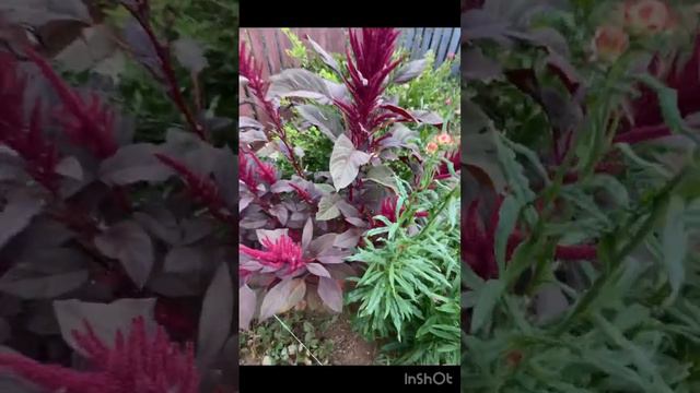 Амарант/Amaranth смотреть онлайн