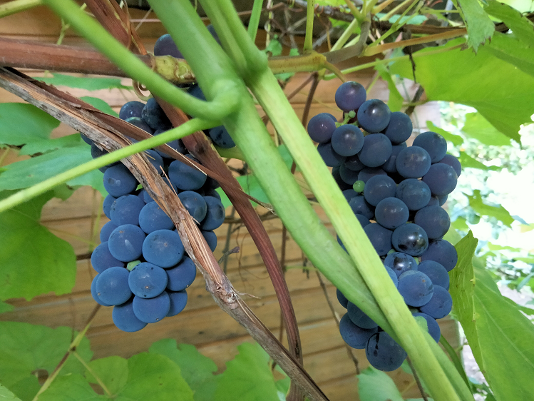 КАК ЗРЕЕТ ВИНОГРАД В ЛЕНОБЛАСТИ смотреть онлайн