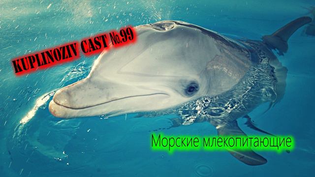 Kuplinoziv Cast #99 - Морские млекопитающие смотреть онлайн