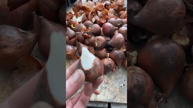 Чистить или не чистить? Луковицы тюльпана в скорлупе) смотреть онлайн