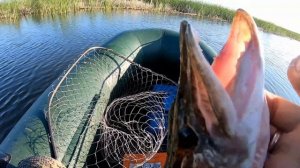 Ишим рыбалка в июле на спининг. Нашёл яму и натаскал язя.