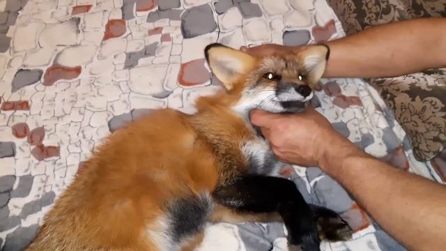 ЛисЯша релаксирует смотреть онлайн