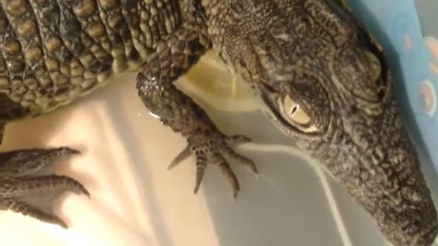 Нильский крокодил Гена Гражданский смотреть онлайн