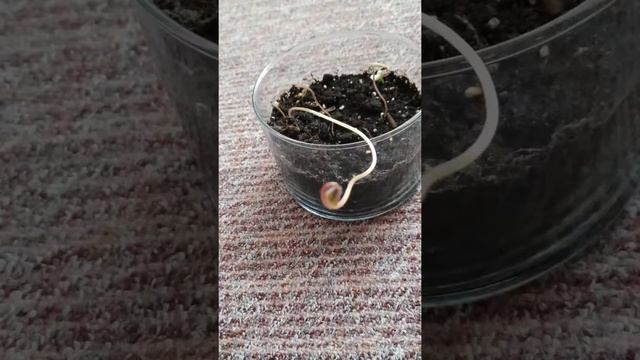 Oxalis Deppei Iron Cross Lucky (fake) Clover Oxalis Tetraphylla Glücksklee смотреть онлайн