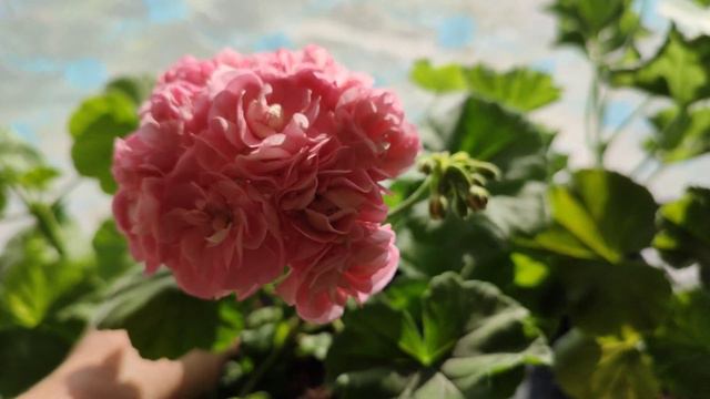 Черенки сортовых пеларгоний на продажу. смотреть онлайн