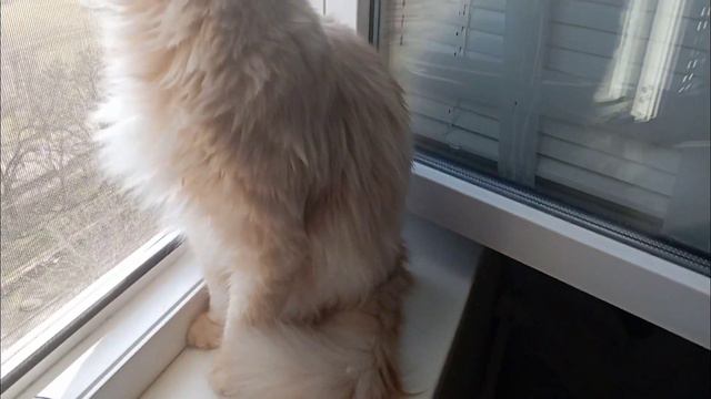 Кота разбудила сирена смотреть онлайн