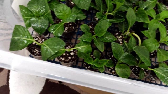 Ошибки и их исправления в укоренении гортензии!🌱 смотреть онлайн