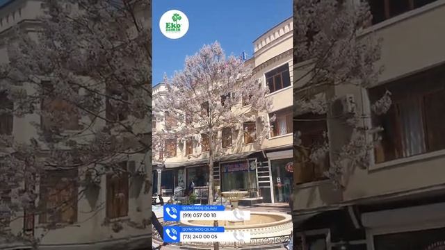 Павловния. На улицах Андижана смотреть онлайн