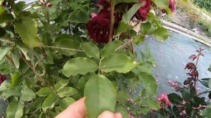 Розы группы шраб. Lea Mege (Лия Меж)