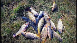 Поехал на охоту, а наловил сазанов руками) Первый выезд на мотоцикле, после ремонта.