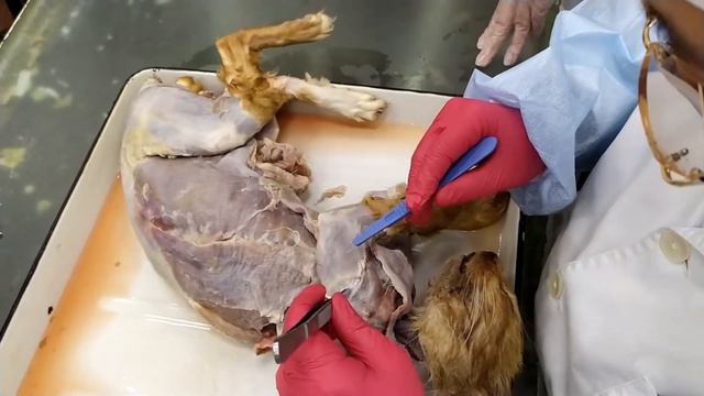 Препарирование кота. Вет-сан экспертиза 2 смотреть онлайн