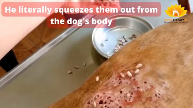 How to treat a dog with Mango Worms Infestation 😲 смотреть онлайн