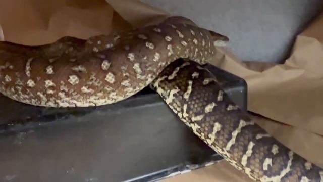 GREEN TREE PYTHONS & CRAZIEST PIEDS SHED OUT! смотреть онлайн