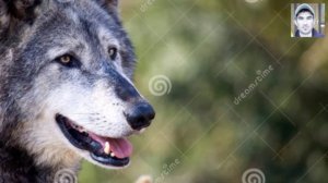 #ЖИВОТНЫХ#ХАЙВОНЛАР#ДИКИЕ САМЫЕ ДИКИЕ ЖИВОТНЫХ. ЭНГ ЙИРТКИЧ ХАЙВОНЛАР. ENG YIRTQICH XAYVONLAR!!!