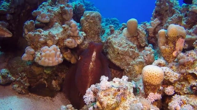 Tango of the sea/Танго моря смотреть онлайн
