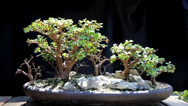 Growing a Baobab Bonsai From Seed, Part 1, The Bonsai Zone, July 2020 смотреть онлайн