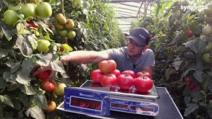 Розовоплодный томат Малдуо F1 для пленочных теплиц