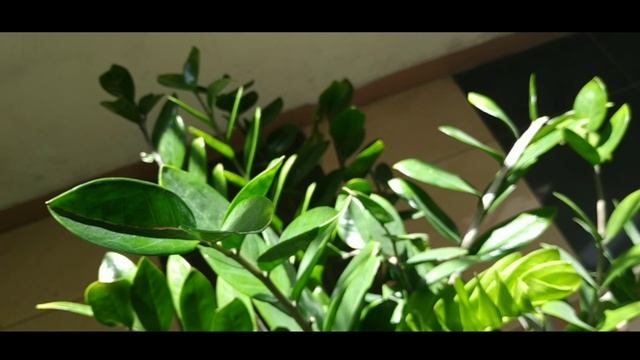 Video Bokeh direkam cuma pake Hp смотреть онлайн