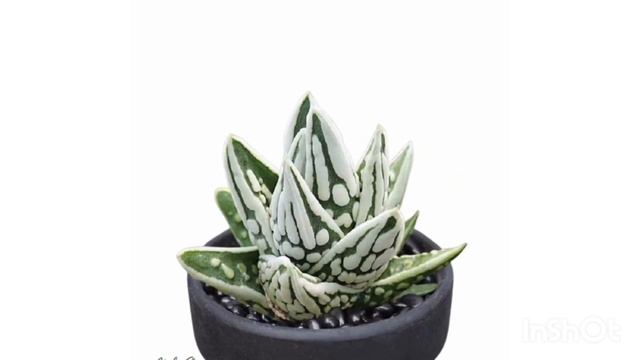 60 Haworthia varieties ||Haworthia varieties with names. смотреть онлайн