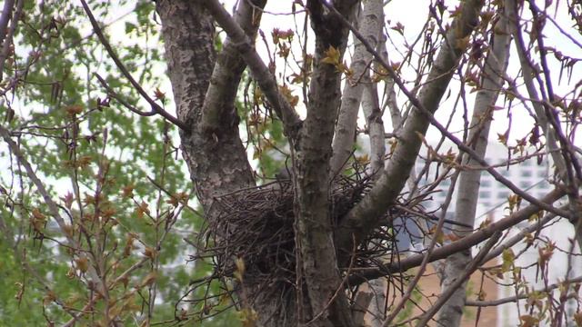 Воронье гнездо смотреть онлайн