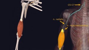 Мышцы Верхней Конечности - 3D Анатомия Мышц Плеча - Часть 2