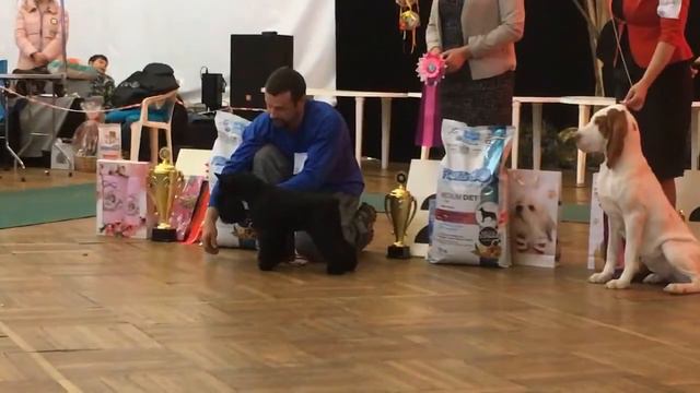 Выставка собак в Рыбинске 10.03.2018г. Вечерние бесты клуба "Виктория". Объявление победителей смотреть онлайн