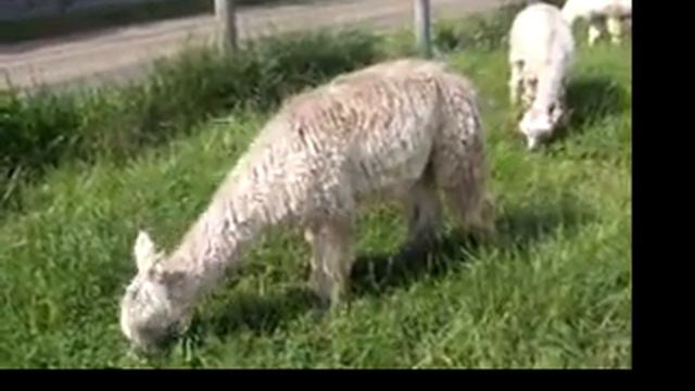 Briar Rose's SilveryMoon.mov смотреть онлайн