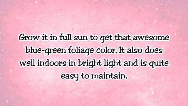 12 BEST PALMS VARIETIES FOR HOMES - Palm Plants Indoor Care Guide смотреть онлайн