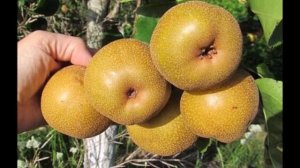Азиатские груши Нэши